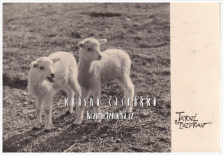 OVCE
