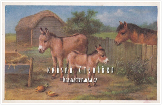 OSLÍCI
