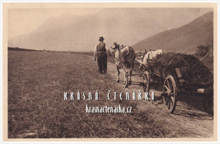 MUŽ S KRAVSKÝM POVOZEM