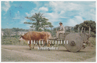 KRAVSKÝ POVOZ v Bolívii