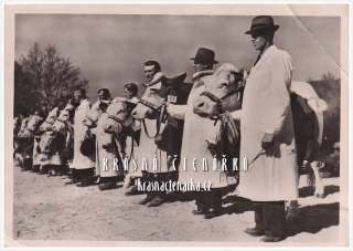 PRAHA, Slovanská zemědělské výstava 1948, přehlídka skotu