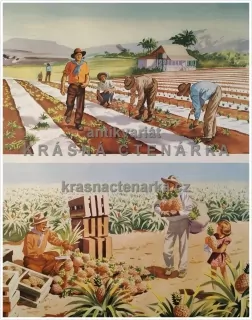 Macmillan's History Pictures: CULTIVATING PINE-APPLES IN AUSTRALIA