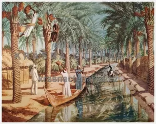 Macmillan's History Pictures: GATHERING DATES IN IRAQ