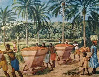 Macmillan's History Pictures: TRANSPORTING OIL-PALM IN WEST AFRICA
