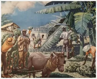 Macmillan's History Pictures: A BANANA PLANTATION IN JAMAICA
