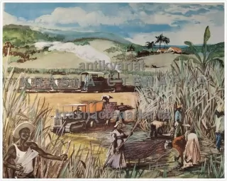 Macmillan's History Pictures: HARVESTING SUGAR-CANE IN THE WEST INDIES