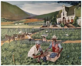 Macmillan's History Pictures: HARVESTING GRAPES IN SOUTH AFRICA