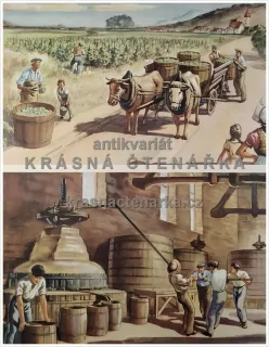 Macmillan's History Pictures: THE WINES OF FRANCE