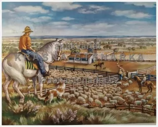 Macmillan's History Pictures: YARDING SHEEP IN AUSTRALIA