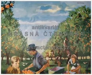 Macmillan's History Pictures: PICKING APPLES IN A KENTISH ORCHARD