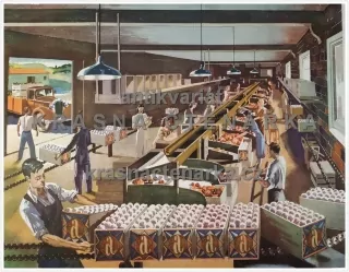 Macmillan's History Pictures: PACKING APPLES IN BRITISH COLUMBIA