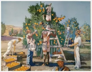 Macmillan's History Pictures: GATHERING ORANGES IN SOUTH AFRICA