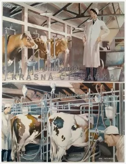Macmillan's History Pictures: ATTENDING TO DAIRY COWS