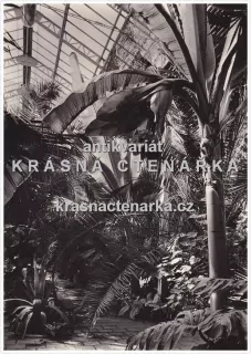 OLOMOUC (výstava okrasného zahradnictví)