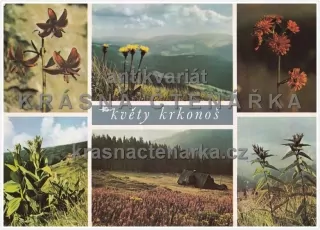 KVĚTY KRKONOŠ