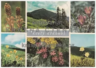 KVĚTY KRKONOŠ