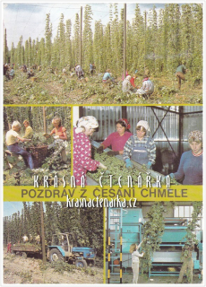 POZDRAV Z ČESÁNÍ CHMELE a Z CHMELOVÉ BRIGÁDY