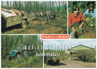 POZDRAV Z ČESÁNÍ CHMELE a Z CHMELOVÉ BRIGÁDY