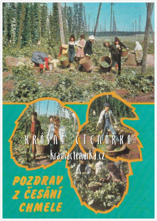 POZDRAV Z ČESÁNÍ CHMELE a Z CHMELOVÉ BRIGÁDY