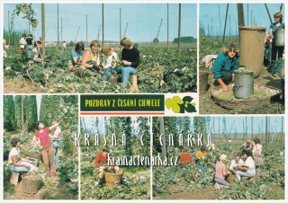 POZDRAV Z ČESÁNÍ CHMELE a Z CHMELOVÉ BRIGÁDY