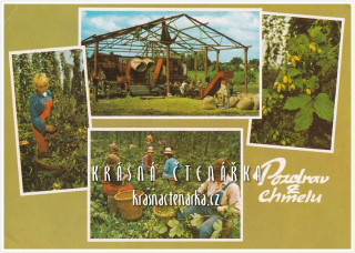 POZDRAV Z ČESÁNÍ CHMELE a Z CHMELOVÉ BRIGÁDY