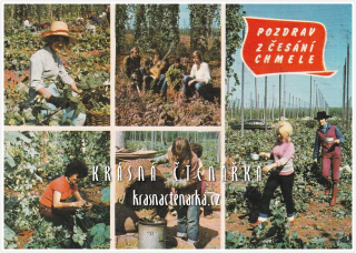 POZDRAV Z ČESÁNÍ CHMELE a Z CHMELOVÉ BRIGÁDY