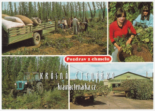 POZDRAV Z ČESÁNÍ CHMELE a Z CHMELOVÉ BRIGÁDY