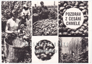 POZDRAV Z ČESÁNÍ CHMELE a Z CHMELOVÉ BRIGÁDY