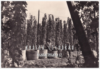 POZDRAV Z ČESÁNÍ CHMELE a Z CHMELOVÉ BRIGÁDY