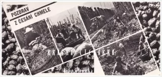 POZDRAV Z ČESÁNÍ CHMELE a Z CHMELOVÉ BRIGÁDY