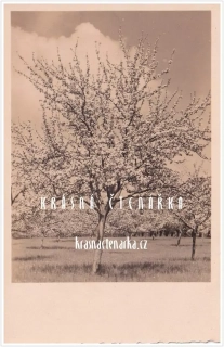 KRAJINA s rozkvetlým stromem