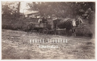 KRAVSKÝ POVOZ, razítko Olšany