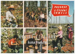 POZDRAV Z ČESÁNÍ CHMELE a Z CHMELOVÉ BRIGÁDY