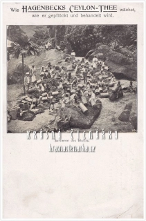 REKLAMNÍ pohlednice: HAGENBECKS CEYLON-THEE