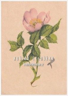 BLAHOPŘÁNÍ (il. Jiřincová Ludmila)