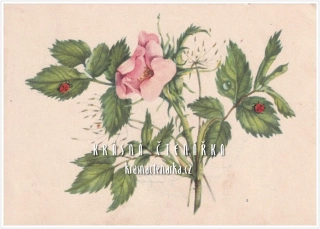 BLAHOPŘÁNÍ (il. Jiřincová Ludmila)