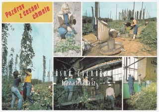 POZDRAV Z ČESÁNÍ CHMELE a Z CHMELOVÉ BRIGÁDY