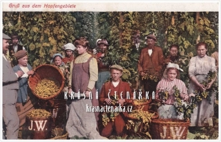 ČESÁNÍ CHMELE