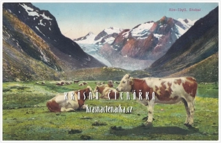 KRÁVY na Stubai
