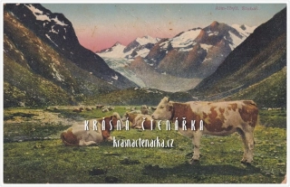 KRÁVY na Stubai