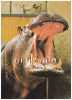 HROCH, ZOO Dvůr Králové