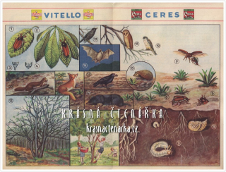 Vitello Ceres - Okénka do světa: CHROUST