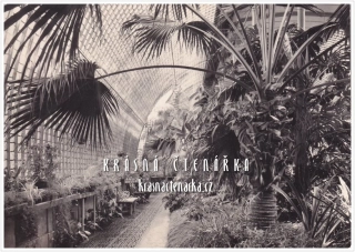 Zámek LEDNICE, Palmový skleník