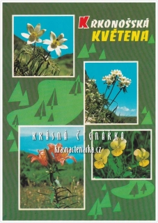 KRKONOŠE, Krkonošská květena