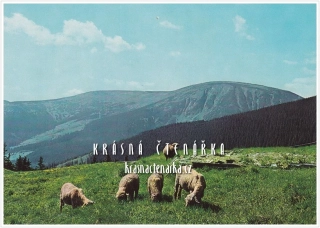 KRKONOŠE, Ovce na Růžohorkách