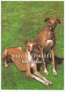 Pes GREYHOUND
