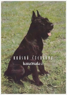 Pes KNÍRAČ VELKÝ ČERNÝ