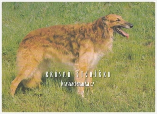 Pes BARZOJ, Ruský chrt