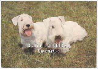 Pes SEALYHAM TERRIER