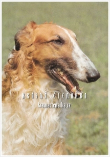 Pes BARZOJ, Ruský chrt